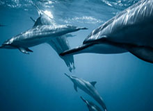 世界杯-点球罚丢后补射得分，马夏尔打破超一年的进球荒